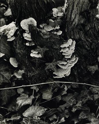 PAUL STRAND (1890-1976) Paul Strand: Portfolio Two--The Garden.